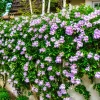 Bignonia Clytostoma Dama del Monte en maceta de 4 litros con flores violetas y follaje verde trepador