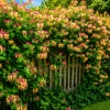 Madreselva en maceta de 4 litros con flores perfumadas y follaje verde trepador para jardín