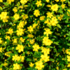 Jazmín Amarillo en maceta de 4 litros con flores amarillas y follaje verde ornamental para jardín