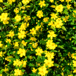 Jazmín Amarillo en maceta de 4 litros con flores amarillas y follaje verde ornamental para jardín