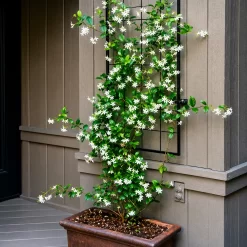 Jazmín del País en maceta de 4 litros con flores blancas aromáticas y follaje verde trepador