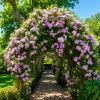 Bignonia Jazminoide en maceta de 4 litros con flores blancas y follaje verde trepador ornamental