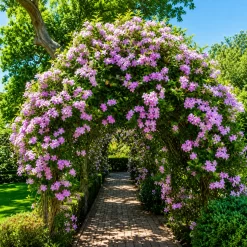 Bignonia Jazminoide en maceta de 4 litros con flores blancas y follaje verde trepador ornamental