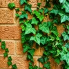 Hiedra Americana verde y variegada en maceta de 4 litros con follaje trepador ornamental para jardín