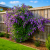 Hardenbergia Violacea en maceta de 4 litros con flores violetas y follaje verde trepador ornamental