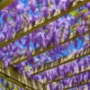 Glicina en maceta de 4 litros con racimos de flores colgantes y follaje verde trepador ornamental