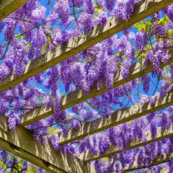 Glicina en maceta de 4 litros con racimos de flores colgantes y follaje verde trepador ornamental