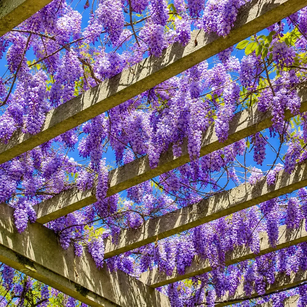 Glicina en maceta de 4 litros con racimos de flores colgantes y follaje verde trepador ornamental