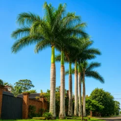 Palmera Imperial en maceta de 7 litros con hojas verdes tropicales y porte elegante para jardín