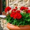 Malvón Nacional común en maceta M12 con flores coloridas y follaje verde ornamental para jardín