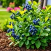 Planta de arándano en maceta de 3 litros con frutos azules y follaje verde para huerta o jardín