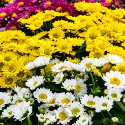 Mini Crisantemo en maceta M12 con flores coloridas y follaje verde ornamental para jardín o balcón