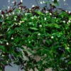 Tradescantia Multiflora Bridal Veil en maceta M15 con flores blancas y follaje verde colgante ornamental