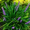 Liriope Verde en maceta de 3 litros con follaje verde compacto ornamental para jardín y borduras