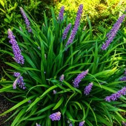 Liriope Verde en maceta de 3 litros con follaje verde compacto ornamental para jardín y borduras