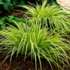 Acorus Gramineus Ogon en maceta de 3 litros con follaje verde y amarillo ornamental para jardín