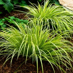 Acorus Gramineus Ogon en maceta de 3 litros con follaje verde y amarillo ornamental para jardín