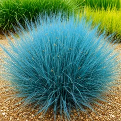 Festuca Glauca en maceta M14 con follaje azul grisáceo ornamental para jardín moderno