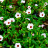 Pavonia en maceta de 3 litros con flores ornamentales exóticas y follaje verde para jardín