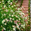 Erigeron en maceta de 3 litros con pequeñas flores ornamentales y follaje verde para jardín