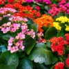 Mini Kalanchoe doble importado en maceta M12 con flores dobles coloridas y follaje verde ornamental