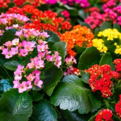 Mini Kalanchoe doble importado en maceta M12 con flores dobles coloridas y follaje verde ornamental