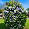 Jazmín Paraguayo en maceta de 4 litros con flores blancas perfumadas y follaje verde para jardín