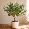 Olivo Topiario en maceta de 7 litros con copa podada ornamental y follaje verde grisáceo para jardín