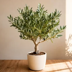 Olivo Topiario en maceta de 7 litros con copa podada ornamental y follaje verde grisáceo para jardín