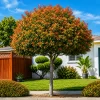 Photinia árbol en maceta de 12 litros con follaje rojo y verde ornamental para jardín
