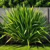 Phormio Verde en maceta de 8 litros con hojas largas verdes ornamentales para jardín moderno