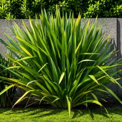 Phormio Verde en maceta de 8 litros con hojas largas verdes ornamentales para jardín moderno