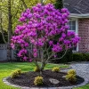 Magnolia Púrpura en maceta de 5 litros con flores violetas ornamentales y follaje verde para jardín