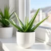 Aloe Vera en maceta de 5 litros con hojas verdes carnosas y aspecto ornamental para jardín o interior