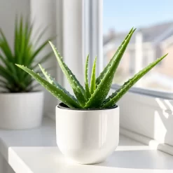 Aloe Vera en maceta de 5 litros con hojas verdes carnosas y aspecto ornamental para jardín o interior