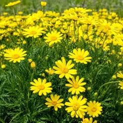 Euryops en maceta de 2 litros con flores amarillas y follaje verde ornamental para jardín