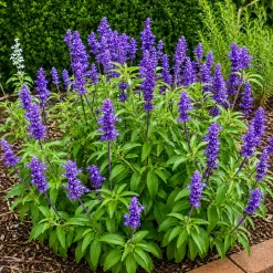Salvia Farinacea en maceta de 3 litros con espigas de flores azules y follaje verde para jardín