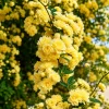 Rosa Banksiae en maceta de 4 litros con flores blancas o amarillas y crecimiento trepador ornamental