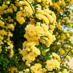 Rosa Banksiae en maceta de 4 litros con flores blancas o amarillas y crecimiento trepador ornamental