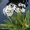 Crinum Americano en maceta de 8 litros con hojas largas verdes y flores blancas aromáticas para jardín