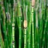 Equisetum Haumani en maceta de 4 litros con tallos verdes verticales tipo bambú para jardín o estanques