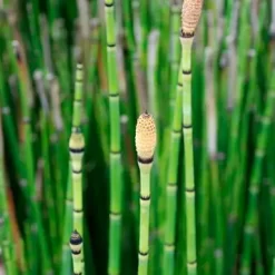 Equisetum Haumani en maceta de 4 litros con tallos verdes verticales tipo bambú para jardín o estanques