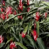 Heliconia Angusta en maceta de 5 litros con hojas verdes tropicales y flores exóticas ornamentales