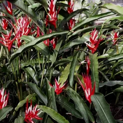 Heliconia Angusta en maceta de 5 litros con hojas verdes tropicales y flores exóticas ornamentales