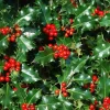 Ilex Aquifolium en maceta de 4 litros con hojas verdes brillantes y porte ornamental para jardín