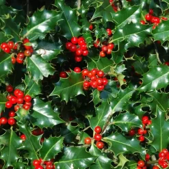 Ilex Aquifolium en maceta de 4 litros con hojas verdes brillantes y porte ornamental para jardín