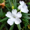 Ruellia Blanca en maceta de 3 a 5 litros con flores blancas y follaje verde ornamental para jardín