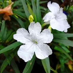 Ruellia Blanca en maceta de 3 a 5 litros con flores blancas y follaje verde ornamental para jardín