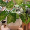 Gota de riego automático de vidrio soplado para macetas y plantas